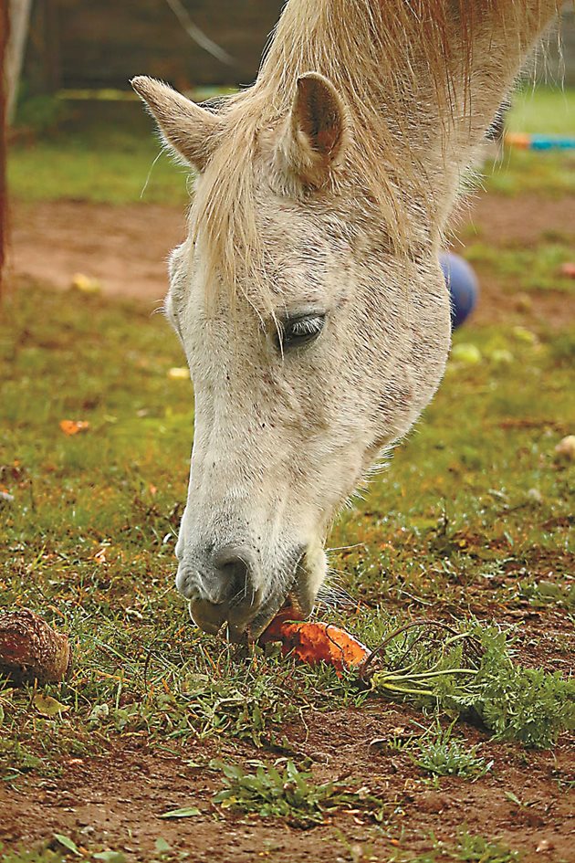 При съставяне на дажбите на бременната кобила да се обърне внимание на минералната хранителност
