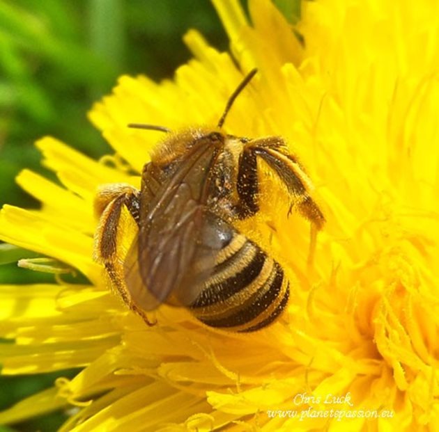 Halictus scabiosae са обикновени гнездящи поединични (самотни) пчели