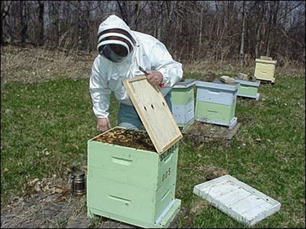При използването на пита със запечатано пило преди излюпване, тя се взема от силно здраво семейство със 7-8 междини пчели (2-2,4 кг).