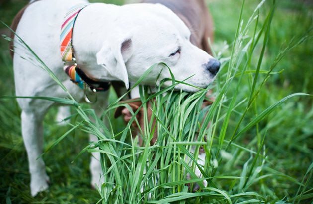 “Градската” трева в парковете може да е опасна за вашето куче, тъй като е възможно да съдържа тежки метали или пък ако е пръскана с препарати против кърлежи