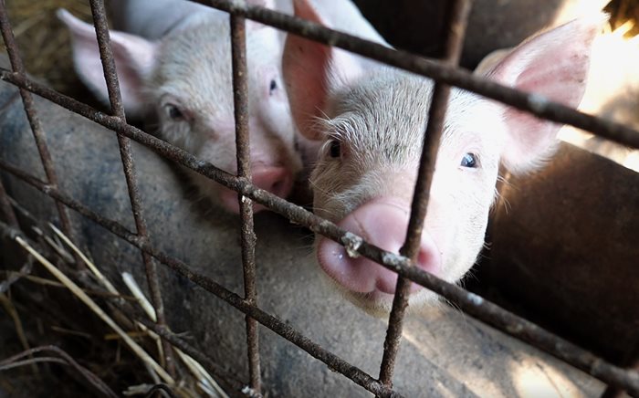 Свиневъдите ще получат 35 млн. лв. през 2021 г. за хуманно отношение към животните.