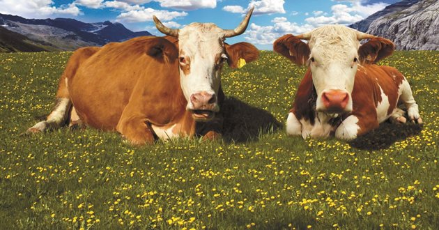 Ако полето е заразено с паразити на кози и овце, тогава първо трябва да бъдат допуснати кравите и след това козите.
