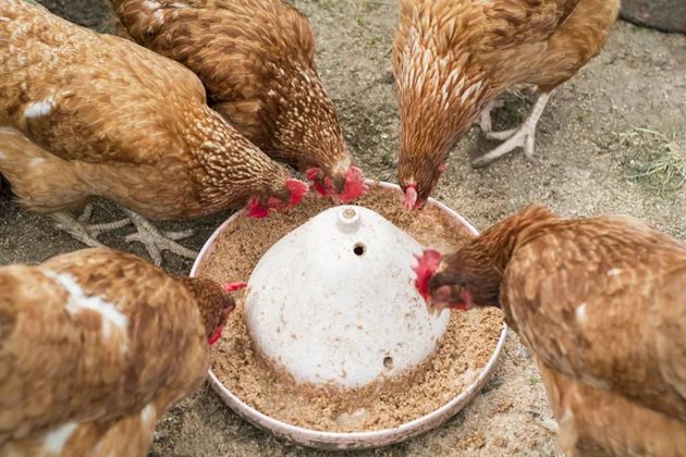 Осигурете на кокошките сгряващи дажби
