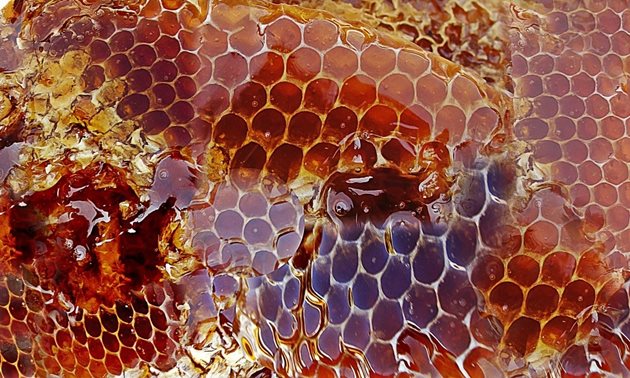 Желателно е медът да бъде запечатен поне до половината в питите, за да е намалено водното му съдържание.