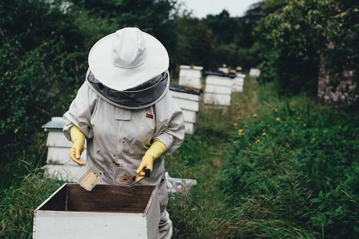 Пчелини Снимки: Пиксабей