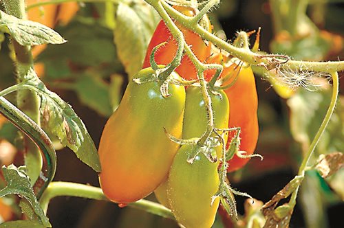 Маната и алтернарията са основните болести по доматите