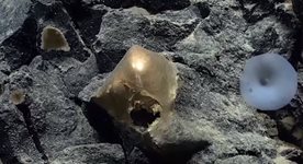 Откриха мистериозно „златно яйце“ на дъното на океана (Видео)