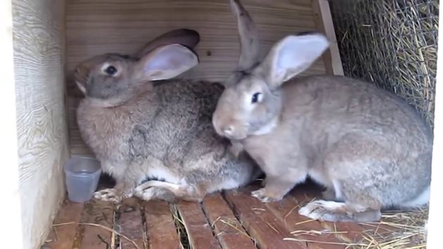 Най-добре е да не заплождате по-възрастни зайци
Снимка: YouTube