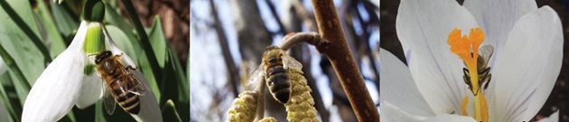 Пчелна паша се нарича съвкупността от всички видове растения (треви, храсти, дървета), от които пчелите събират нектар, прашец, а от някои и мана. Снимка beniovmed.ucoz.