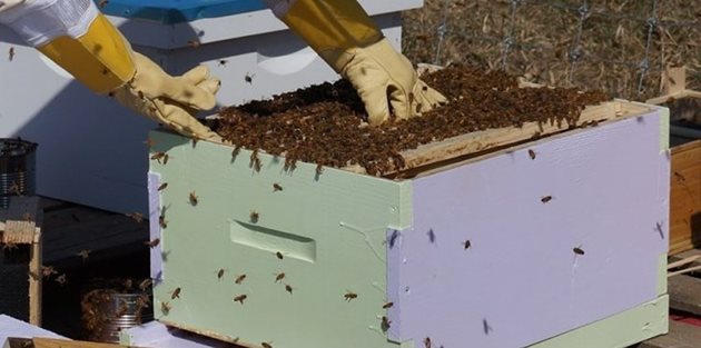 Сега задачата на пчеларя е да поддържа по изкуствен начин активното работно състояние на пчелите в семействата.
