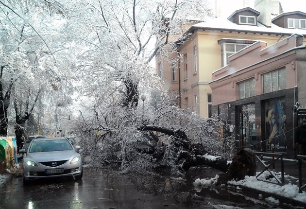 Снегът изненада София, изкърти дървета и скъса кабели/СНИМКИ/