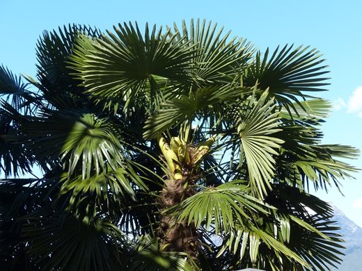 Изследователи откриха рядък вид палма, която цъфти под земята