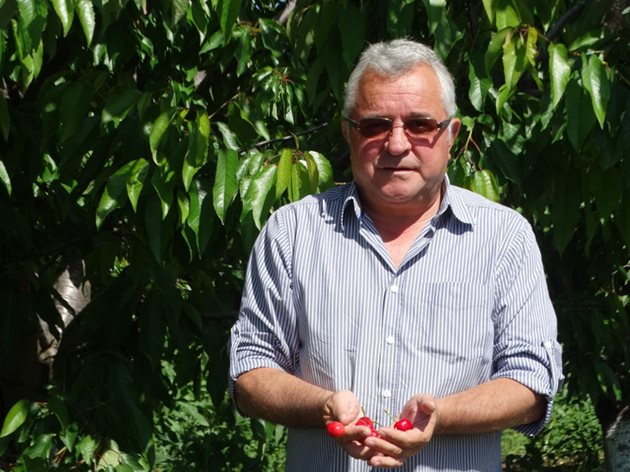 Миналата година сланата унищожи кайсиите в Пловдивско и доста други райони, казва Красимир Кумчев, чието стопанство е в с.Трилистник и има градини в съседни землища. При прасковите, сливите и ранните череши пораженията са над 70%. Като опитен специалист и консултант, той обяснява, че реколтата е най-застрашена, когато на дръвчетата има цветове или е формиран съвсем дребен плод. След такива поражения по-високите цени на плодовете никога не компенсират загубите на производителите. Най-незащитени с