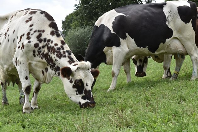 Млечните крави във Франция са на паша от 180 до 270 дни в годината Снимки: La France agricole