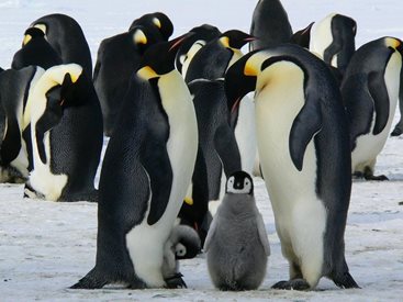 Музеят на науката в Сан Франциско се радва на бейби бум на африкански пингвини