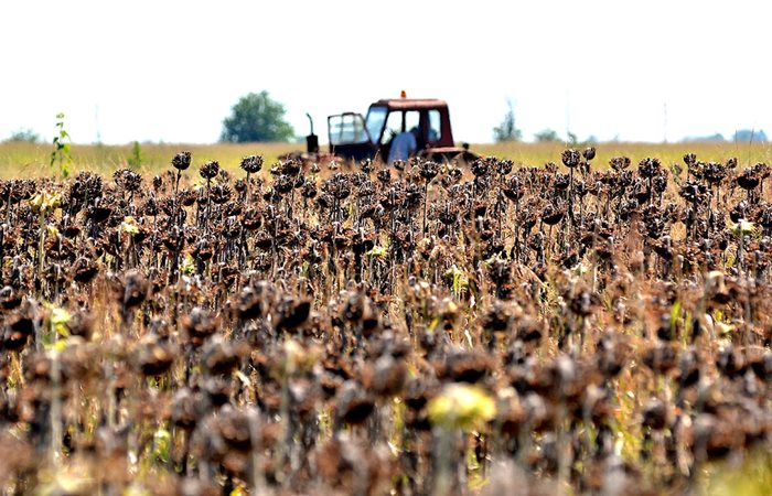 Родните производители на слънчоглед не могат да продадат продукцията си, която поскъпна с 46% в сравнение с година по-рано.
Снимка: "24 ЧАСА"