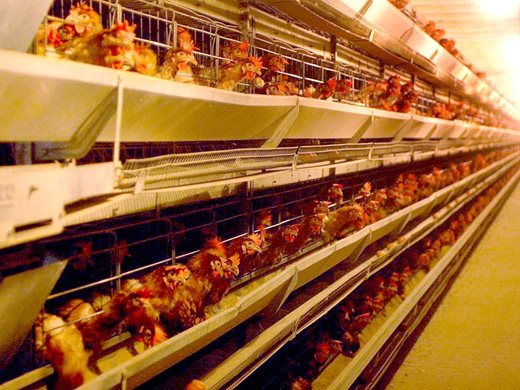 6,5 млн. кокошки снасят всеки ден в 193 ферми (Графика)