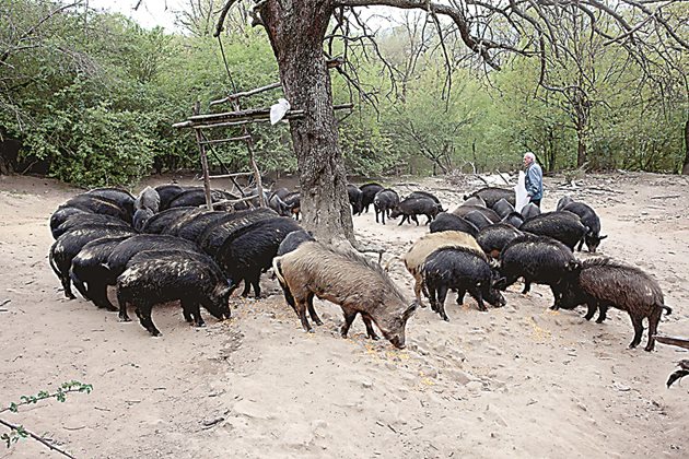 Поголовието от източнобалканска свиня непрекъснато намалява