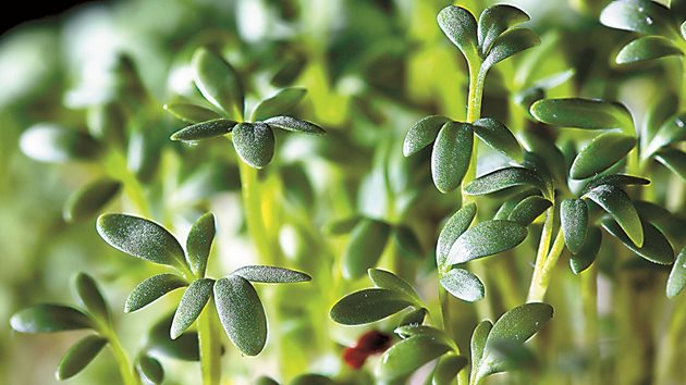 Изследователите се задълбочават в молекулярния механизъм, който управлява развитието на корените в моделното растение Arabidopsis, известно като кресон.