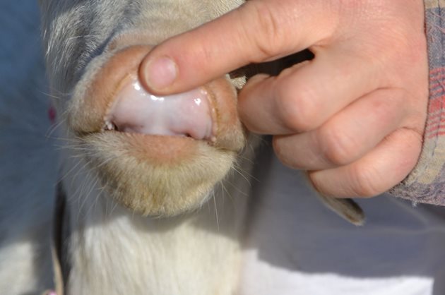 Бледата лигавица на устната кухина на козата е признак на анемия