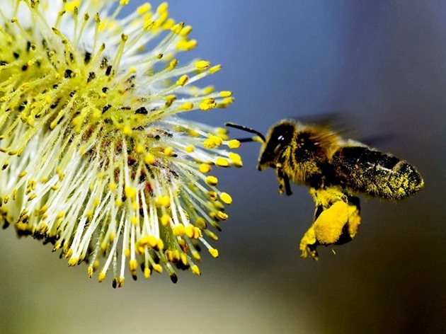 При всеки полет медоносната пчела "посещава" между 100 и 1000 цвята. Същата пчела прави двадесет полета на ден. Броят им зависи от количеството нектар и колко е близо до него. Пчелите могат да летят и до 3 км, ако трябва да търсят храна. Но този вид хранене не е много енергийно ефективен за пчелата и най-вече за пчеларя.