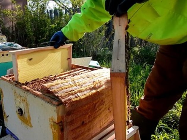 Пчеларят трябва постоянно да е на пчелина. Сега се доразширяват гнездата с восъчни основи.