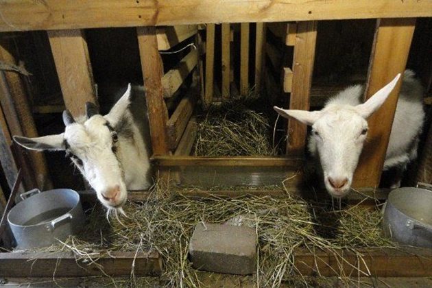 За зимата предвидете по 400 кг сено на коза