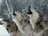Паразит може да определя избора на водач на глутницата при вълците
