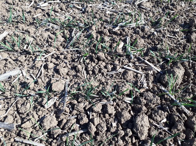 И в Северозападна България полетата започнаха да зеленеят, но на повечето места пшеницата е в начална фаза на развитие