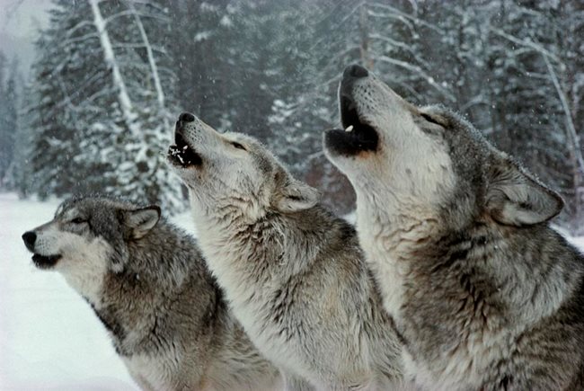 Вълци, заразени с паразит, са много по-склонни да се утвърждават като водачи на глутницата СНИМКА: АРХИВ