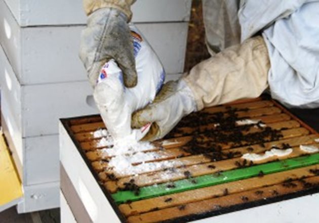 Вече има научни данни, които доказват, че целогодишното третиране на пчелните семейства с 120 грама пудра захар не води до значително намаляване на популацията на акарите и за това методът не е подходящ за третиране.