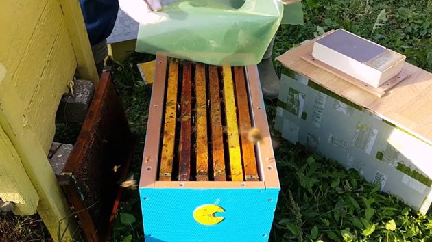 Разделянето на пчелите работнички в пчелните семейства предлага и една друга екстра - постепенен преход от една система кошери към друга. Снимка youtube.com