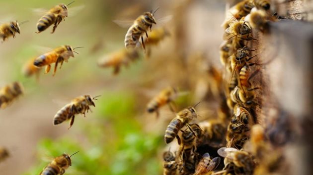 Сред останалите искания на „Български свободни пчелари” са държавна политика в сектор „Пчеларство” и субсидиране на всяко пчелно семейство от 100 до 300 лева според района.