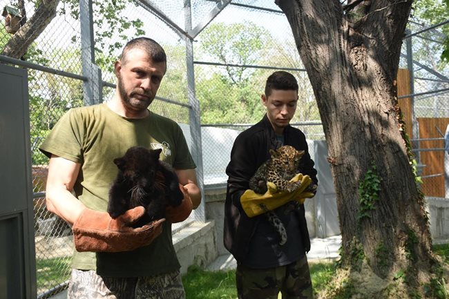 Леопардите се развиват нормално и скоро ще бъдат представени официално