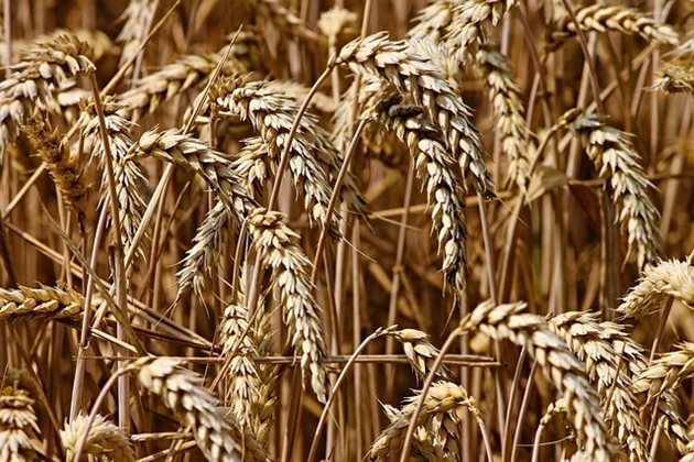 Пшеница Снимка: Пиксабей