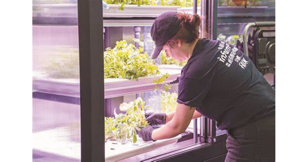 Une startup agricole verticale suédoise cultive des légumes dans les supermarchés