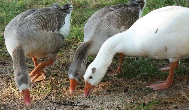 За гъските е препоръчително да давате мокра каша. Тя свободно преминава през дългата шия на птицата. Сухата храна може да доведе до запушване на хранопровода, особено в случаите, когато птицата няма свободен достъп до чиста вода.