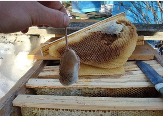 Смъртността на пчелите се увеличава при постоянно висока степен на безпокоене.Много често е предизвикано от нахлуването на друго животно в кошера, например мишка.