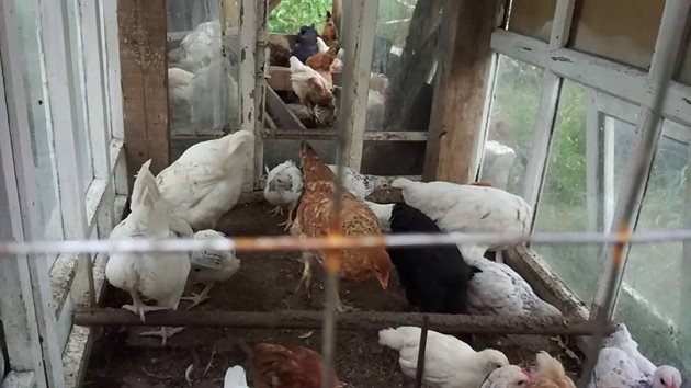 Когато новите кокошки имат количествен превес, боевете практически са изключени
Снимка: YouTube