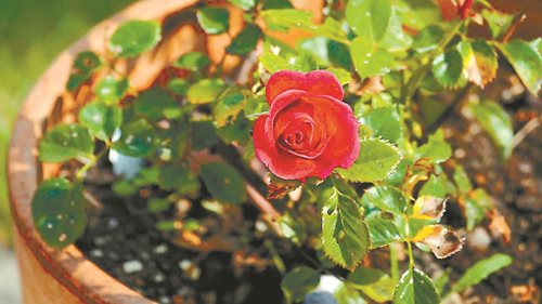 Роза в саксия – да или не?