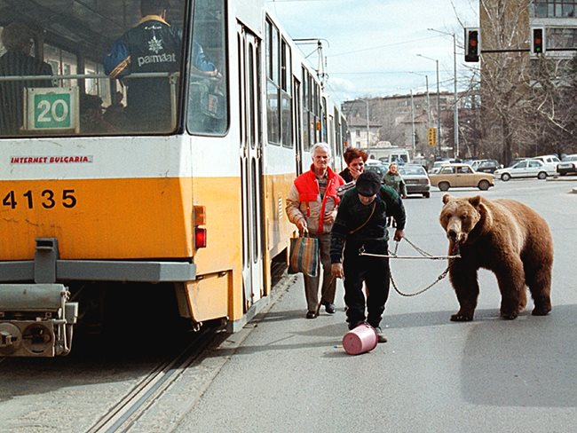 Снимката е направена през 2001 г., когато имаше мечки по улиците. Мечкар се опита да качи мечката в трамвай 20, но бе изхвърлен с ритници.  СНИМКА: ДЕСИСЛАВА КУЛЕЛИЕВА