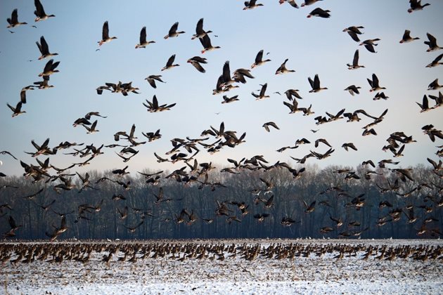При ежегодните си миграции водоплаващите птици пренасят вируса на птичия грип
Снимки: YouTube