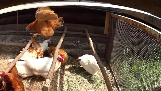 Когато са навън, разправиите между кокошките са по-малко
Снимка: YouTube
