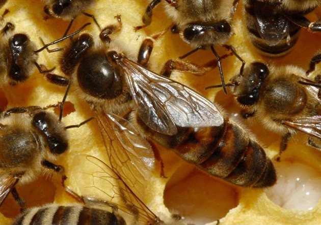 Пчелата-майка е най-важният индивид в пчелното семейство и функциониране на пчелина зависи от нея.