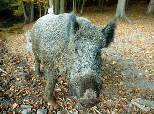 Но докато свинете във фермите могат да бъдат унищожени и заменени, вирусът на АЧС продължава да съществува при диви свине