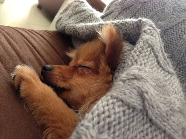 Миси си има  малко легълце  в хола, за да спи  на топло. “Тя е  фино  куче”, казва  Иван  Звездев.