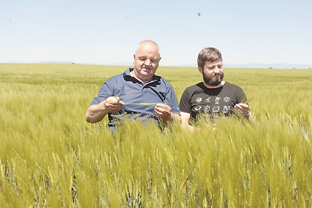 Ангел и Димитър Вукодинови сред впечатляващото поле с ечемик. Още през миналия месец беше ясно, че реколтата ще е добра.
Снимка: Архив