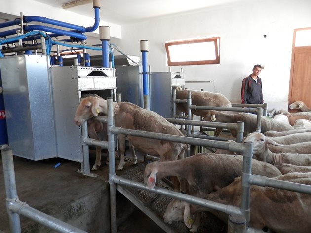 Високопродуктивните овце Лакон нетърпеливо чакат реда си пред доилната инсталация