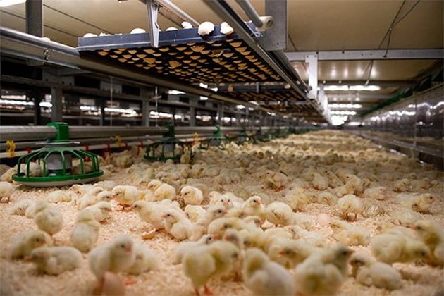 Комплектоването на птичите стада се прави само с пилета, получени от яйца от здрави по отношение на туберкулоза птици