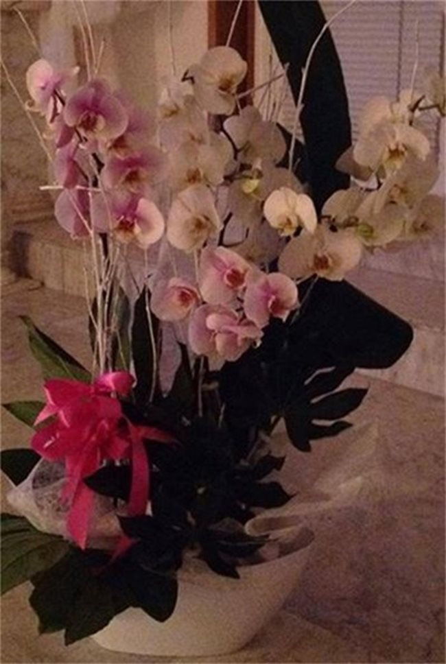 Орхидеите на Лили Иванова през 2014 г.